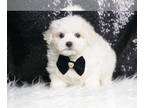 Maltese PUPPY FOR SALE ADN-780555 - AD 2 Adorable Maltese babies ready to go