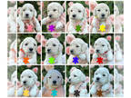 Goldendoodle PUPPY FOR SALE ADN-780560 - A Dozen Doodles