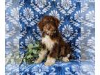 Bernedoodle (Miniature) PUPPY FOR SALE ADN-780570 - F1b Mini Bernedoodle Puppy