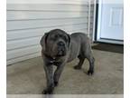 Cane Corso PUPPY FOR SALE ADN-780571 - Sweet Cane Corso Puppy