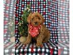 Goldendoodle (Miniature) PUPPY FOR SALE ADN-780573 - Adorable F1b Mini