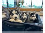 Siberian Husky PUPPY FOR SALE ADN-780575 - Akc Siberian Huskies