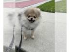 Pomeranian PUPPY FOR SALE ADN-780577 - 4months puppy