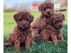 Poodle (Miniature) PUPPY FOR SALE ADN-780580 - Red AKC poodles Geneticlly
