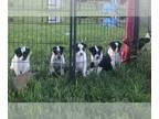 Australian Cattle Dog-Border Collie Mix PUPPY FOR SALE ADN-780582 - Family