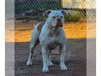 American Bulldog PUPPY FOR SALE ADN-780586 - Another Great Pickup