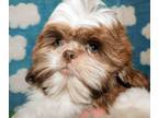 Shih Tzu PUPPY FOR SALE ADN-780592 - VICTOR Purebred Shih Tzu Puppy