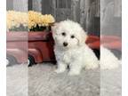 Bichpoo PUPPY FOR SALE ADN-780594 - Bella