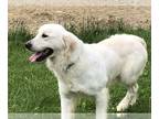 English Cream Golden Retriever DOG FOR ADOPTION ADN-780403 - Dixie