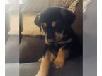 American Mastiff-German Shepherd Dog Mix DOG FOR ADOPTION ADN-780364 - Genius