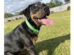 Rottweiler DOG FOR ADOPTION ADN-780070 - FREE 6 month old Rottie for adoption