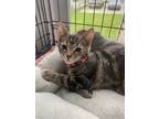 Adopt Ruby a Domestic Short Hair