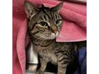 Adopt Dottie a Domestic Short Hair