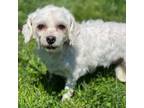 Adopt Iris a Bichon Frise