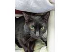 Adopt Chatouille a Domestic Short Hair