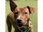 Adopt Skittles a Pit Bull Terrier, Mixed Breed