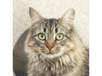 Adopt Kabuki a Domestic Medium Hair