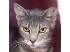 Adopt Shanghai a Domestic Short Hair