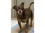 Adopt Coco a Miniature Pinscher