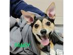 Adopt Pansy a Rat Terrier