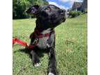 Adopt Gaia a Pit Bull Terrier