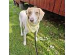 Adopt Molly a Foxhound, Beagle