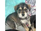 Adopt Lavender a Mixed Breed