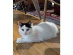 Adopt Dolly Parton a Domestic Medium Hair, Domestic Short Hair