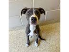 Adopt London a Pit Bull Terrier, Mixed Breed