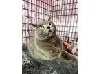 Adopt Ramona a Domestic Short Hair