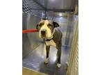 Adopt 55763895 a Pit Bull Terrier, Mixed Breed