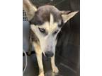 Adopt 55764884 a Husky, Mixed Breed