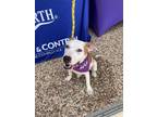 Adopt Loretta a Pit Bull Terrier, Mixed Breed