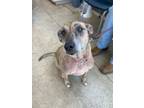 Adopt Maylee a Catahoula Leopard Dog, Mixed Breed