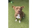 Adopt Sweets a Pit Bull Terrier, Mixed Breed
