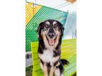 Adopt Hailey a Great Pyrenees, Mixed Breed