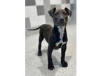 Adopt Celeste a Pit Bull Terrier, Mixed Breed