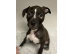 Adopt Fern a Pit Bull Terrier, Mixed Breed