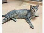 Adopt Ortonia a Tabby