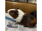 Adopt Miss Piggy a Guinea Pig