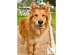 Adopt Nala a Australian Shepherd