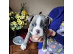 Boston Terrier Puppy for sale in Ixonia, WI, USA