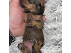 Dachshund Puppy for sale in Eastvale, CA, USA
