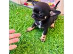 Chihuahua Puppy for sale in Cape Coral, FL, USA