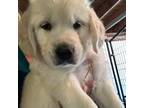 Golden Retriever Puppy for sale in Brentwood, NH, USA