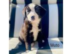 Adopt Muto a Black Labrador Retriever, Australian Shepherd