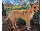 Adopt Urena a Mixed Breed