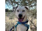 Adopt Agatha Christie a Dalmatian, Pit Bull Terrier