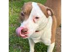 Adopt Pixy a Pit Bull Terrier