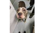 Adopt Gilly Girl a Pit Bull Terrier